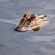Illustration for article titled Police Continue to Search for Boy Dragged Into the Water by Alligator at Disney Resort